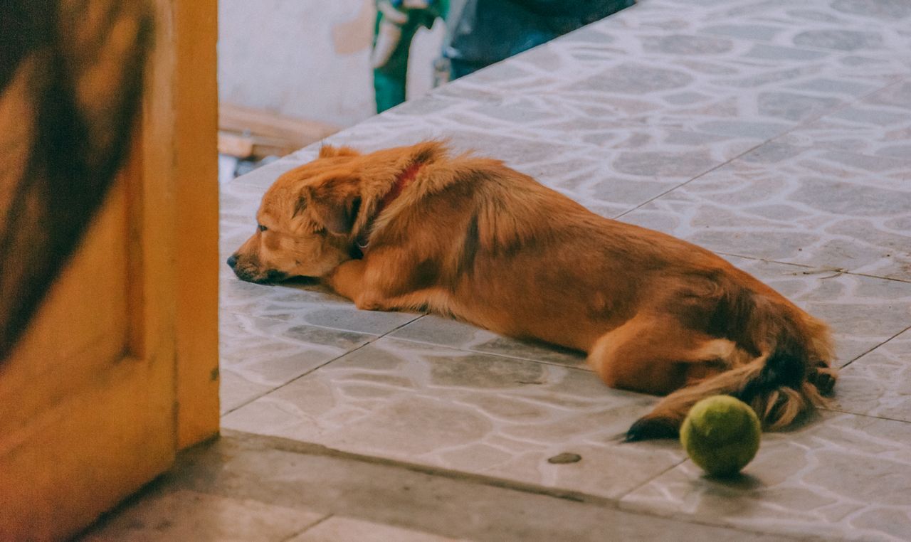 A brown dog lies on a tiled floor beside a green tennis ball.