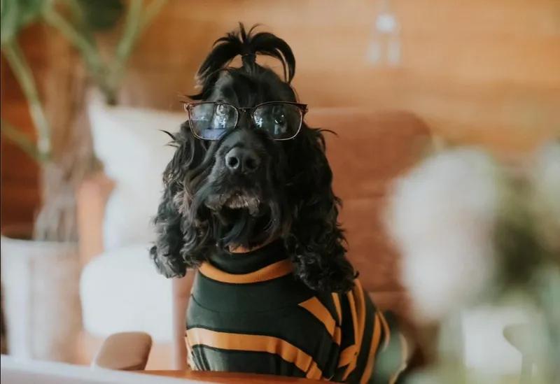 How smart is your dog quiz - Ziggy