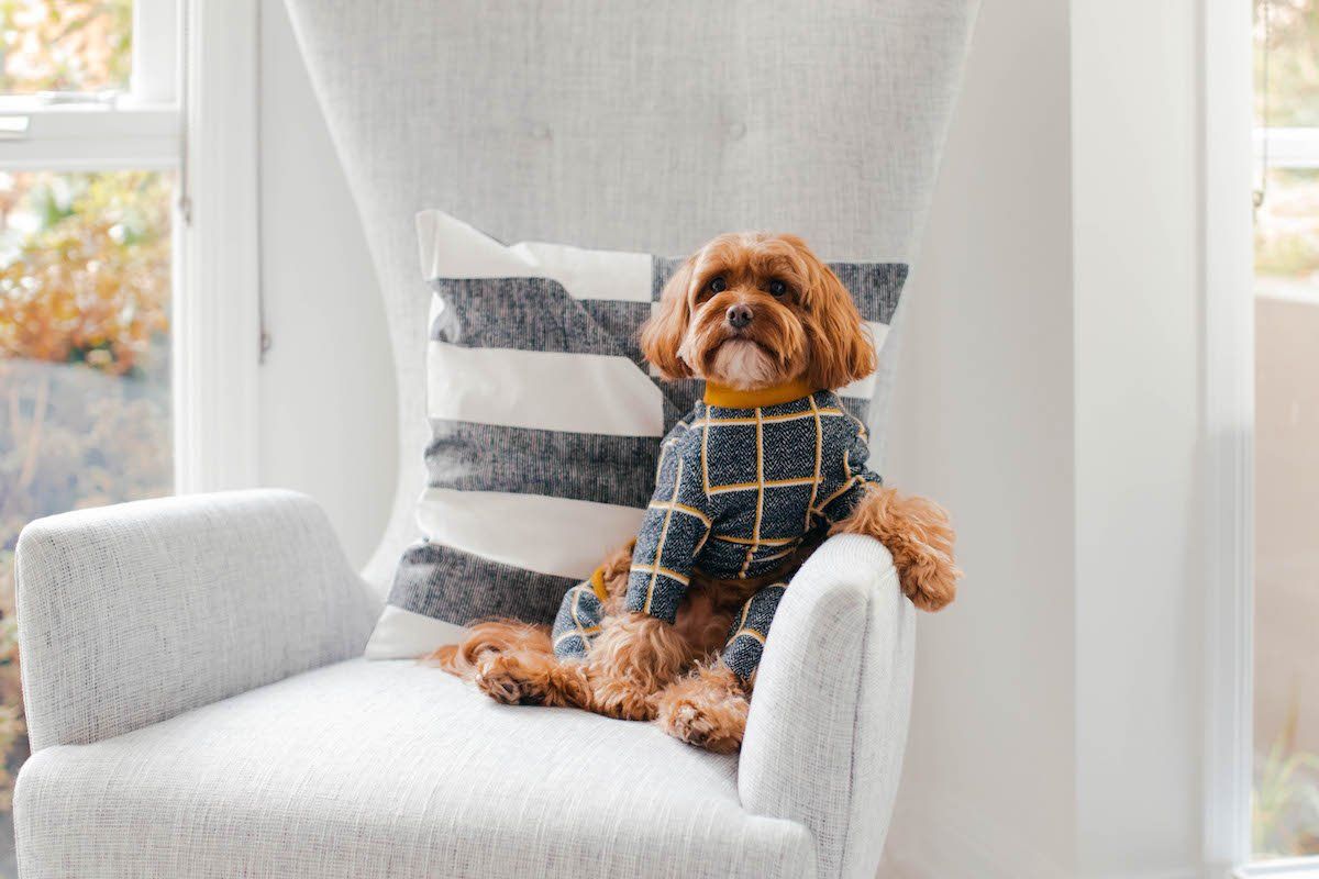 Small Cavoodle wearing a stylish dog sweater on a chair. Cavoodles are one of the most popular dog breeds in Australia.