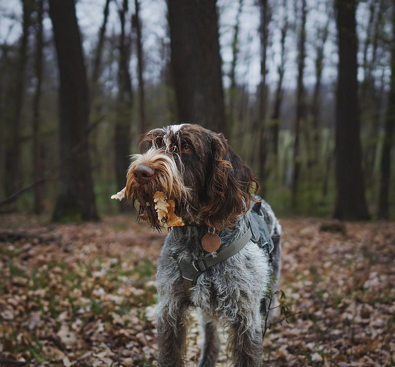 Wirehaired dog with leaves in its mouth in a forest, representing the risk of dogs foraging and eating wild chestnuts.