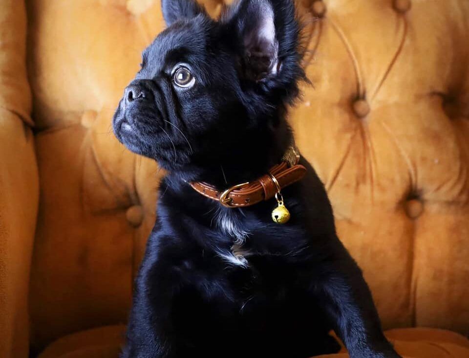 A fluffy black French Bulldog puppy wearing a brown collar sits on a tufted armchair.