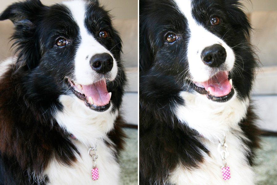 Blanket ID Dog Tag Review | Pretty Fluffy