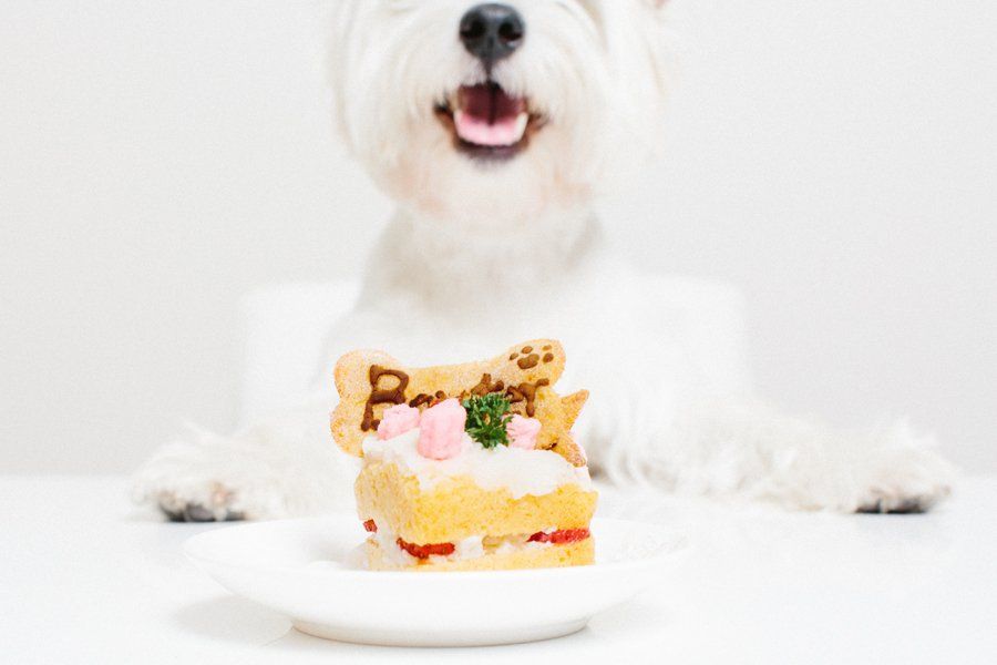 Dog Birthday Cake by Nattnee Photography | Pretty Fluffy