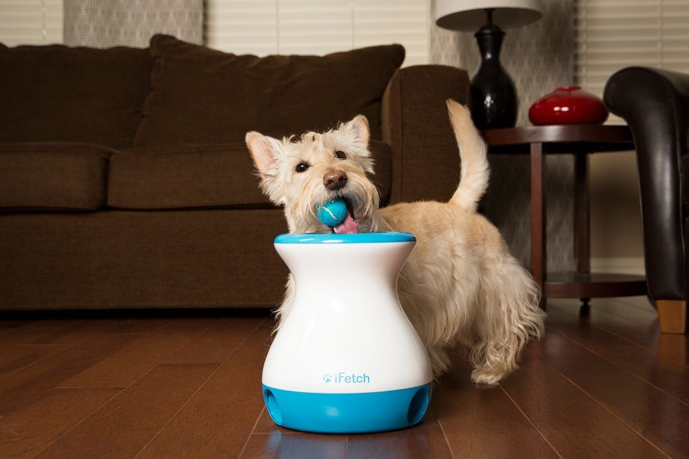 Small dog dropping a ball into the iFetch automatic ball launcher during an indoor play session.