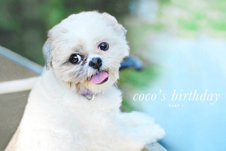 Fluffy white dog Coco smiling with her tongue out for Coco's Birthday Weekend Part I.