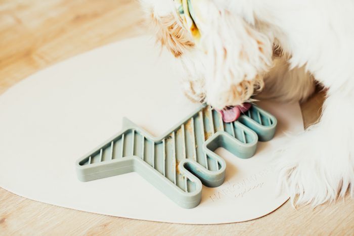 Dog Enrichment Ideas & Boredom Busters for Dogs - MiaCara Volpe