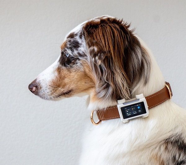 Profile of a dog wearing a brown leather collar with an attached GPS tracking device.