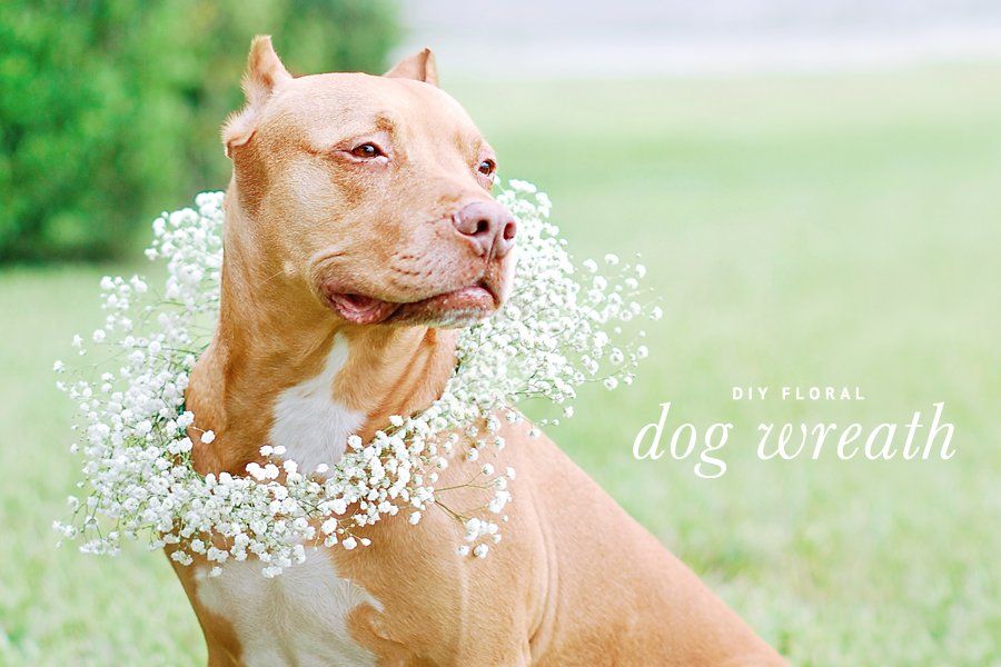 Tan dog wearing a DIY floral dog wedding wreath made of white baby's breath flowers.