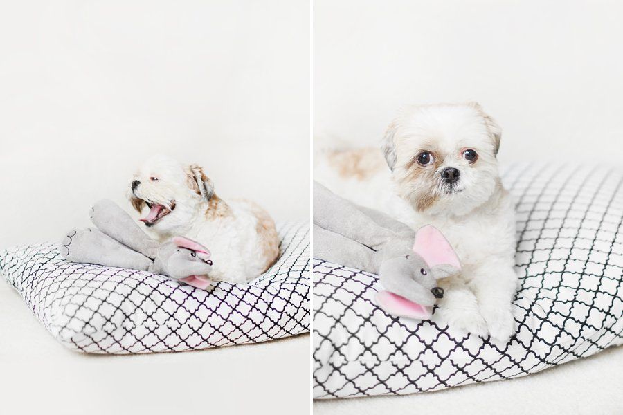 DIY: No Sew Pet Bed
