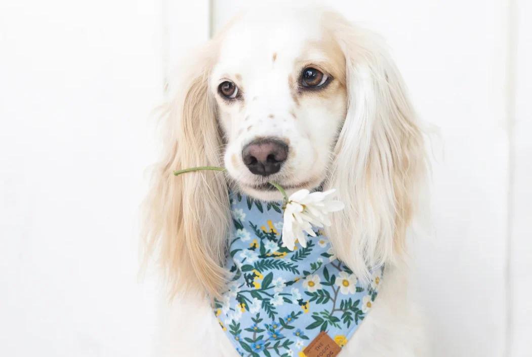 Floral Dog Bandanas