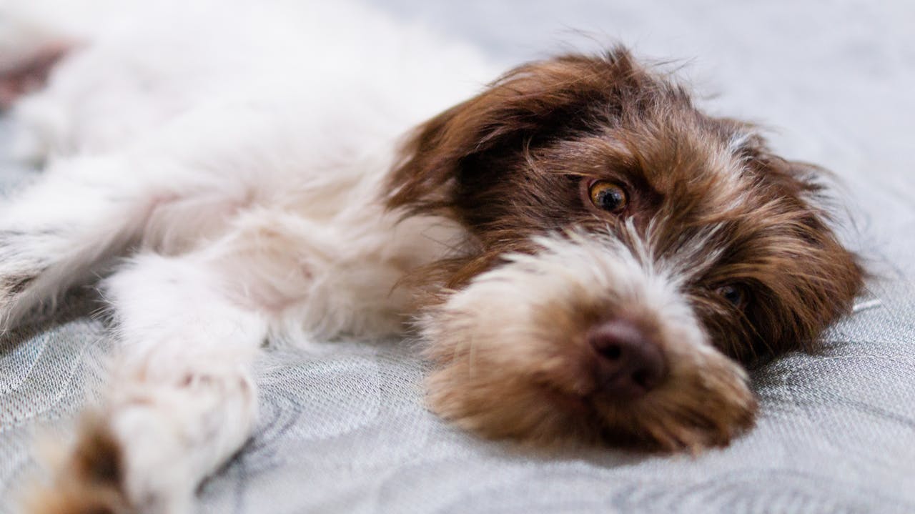 home remedies for dog diarrhea
