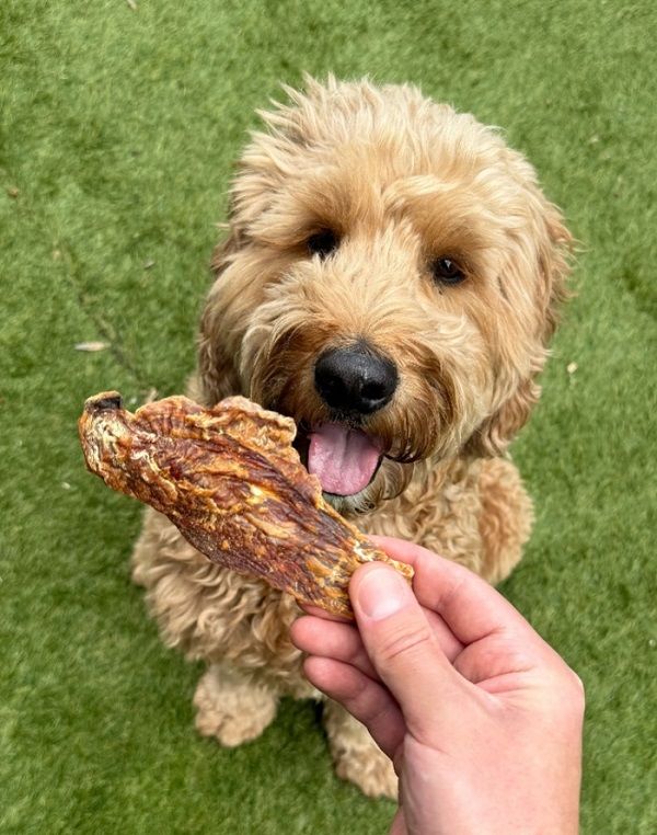 Curly-haired dog eagerly eyes a large dried meat treat held by a person outdoors.
