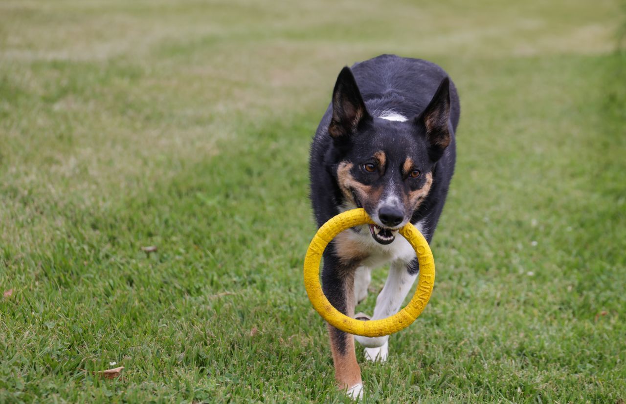 A black and tan dog running across a lawn with a yellow ring toy in its mouth.