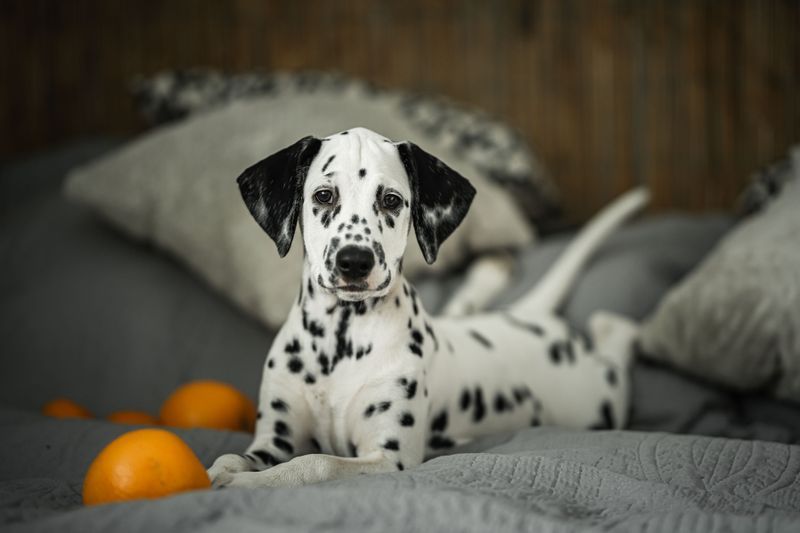 A Dalmatian puppy lying on a grey bed beside whole oranges.