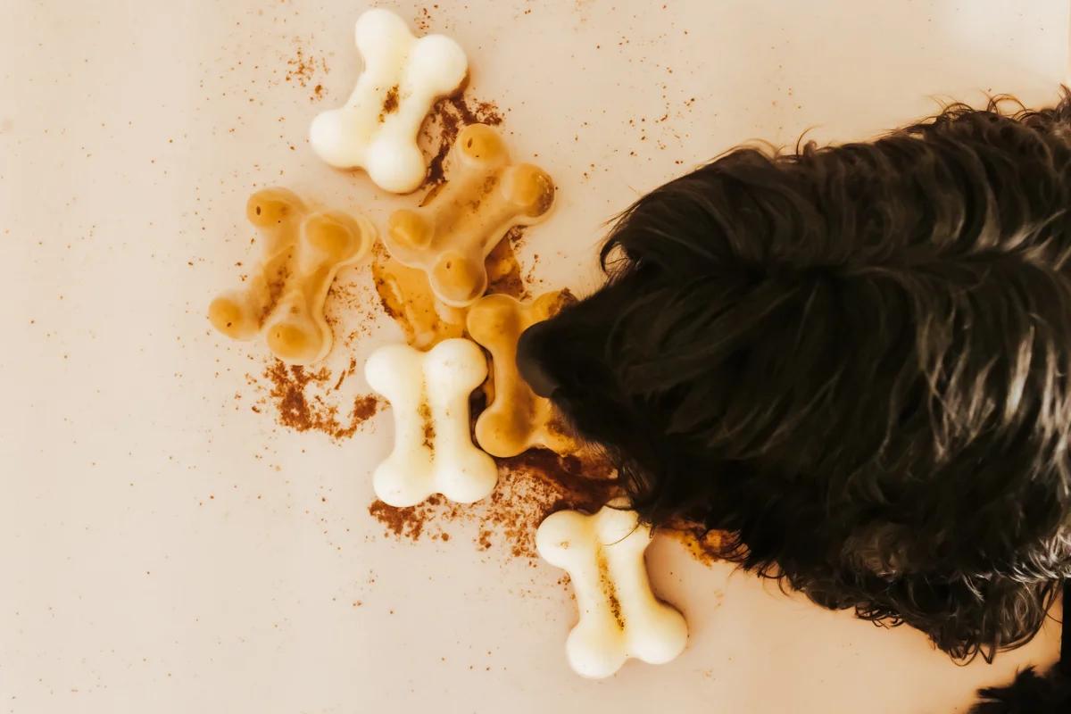 Black dog sniffing bone-shaped frozen probiotic dog treats, a healthy homemade recipe for canine gut health.