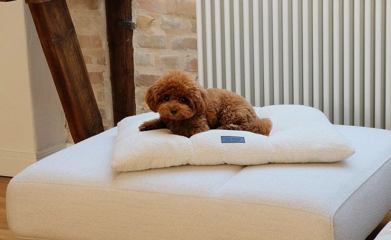 Small red toy poodle puppy resting comfortably on a cozy white bouclé dog bed cushion.