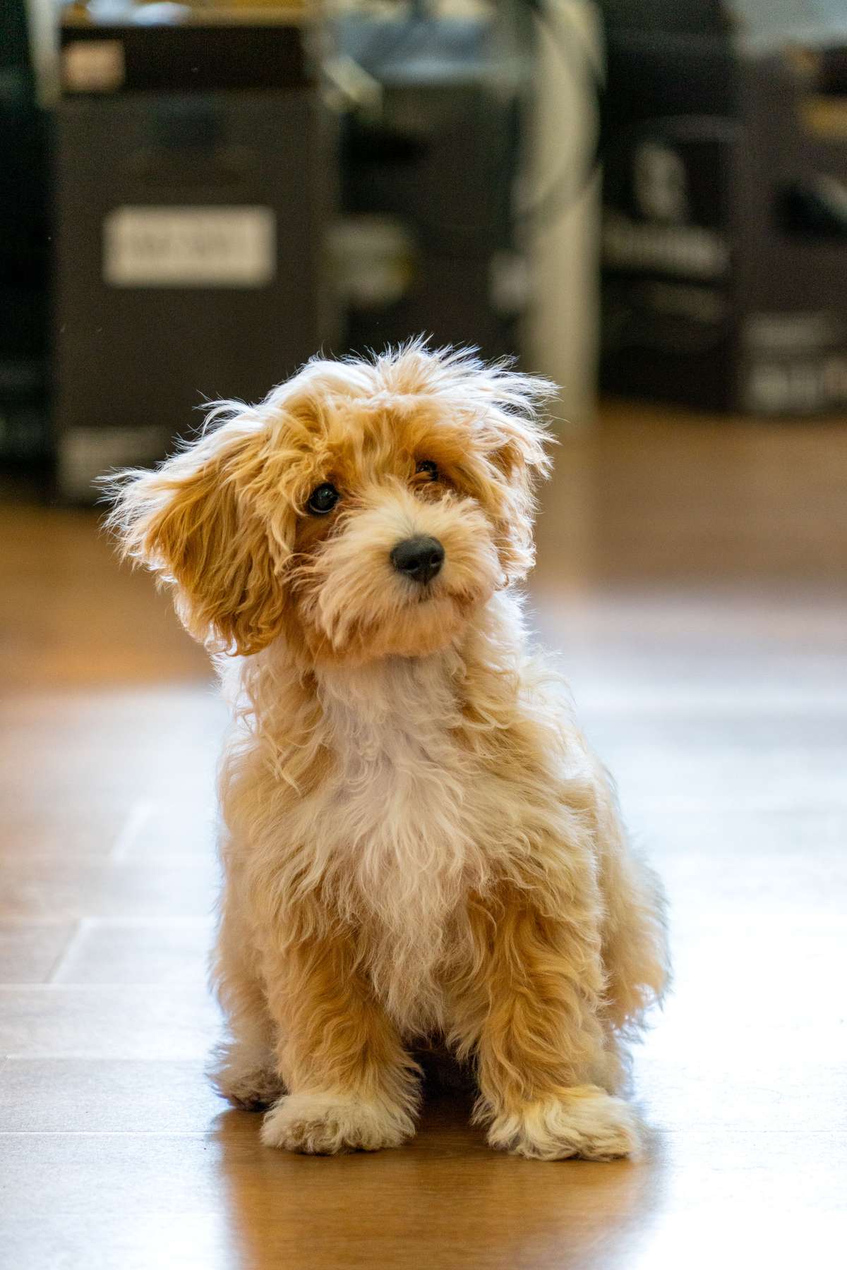 A small, scruffy tan and white mixed breed puppy sitting on a floor indoors.