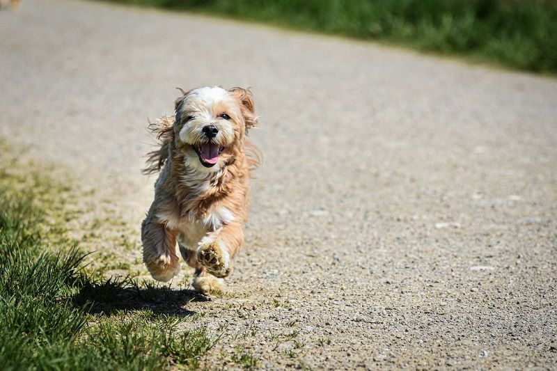 A small, fluffy dog running toward the camera along a gravel path.