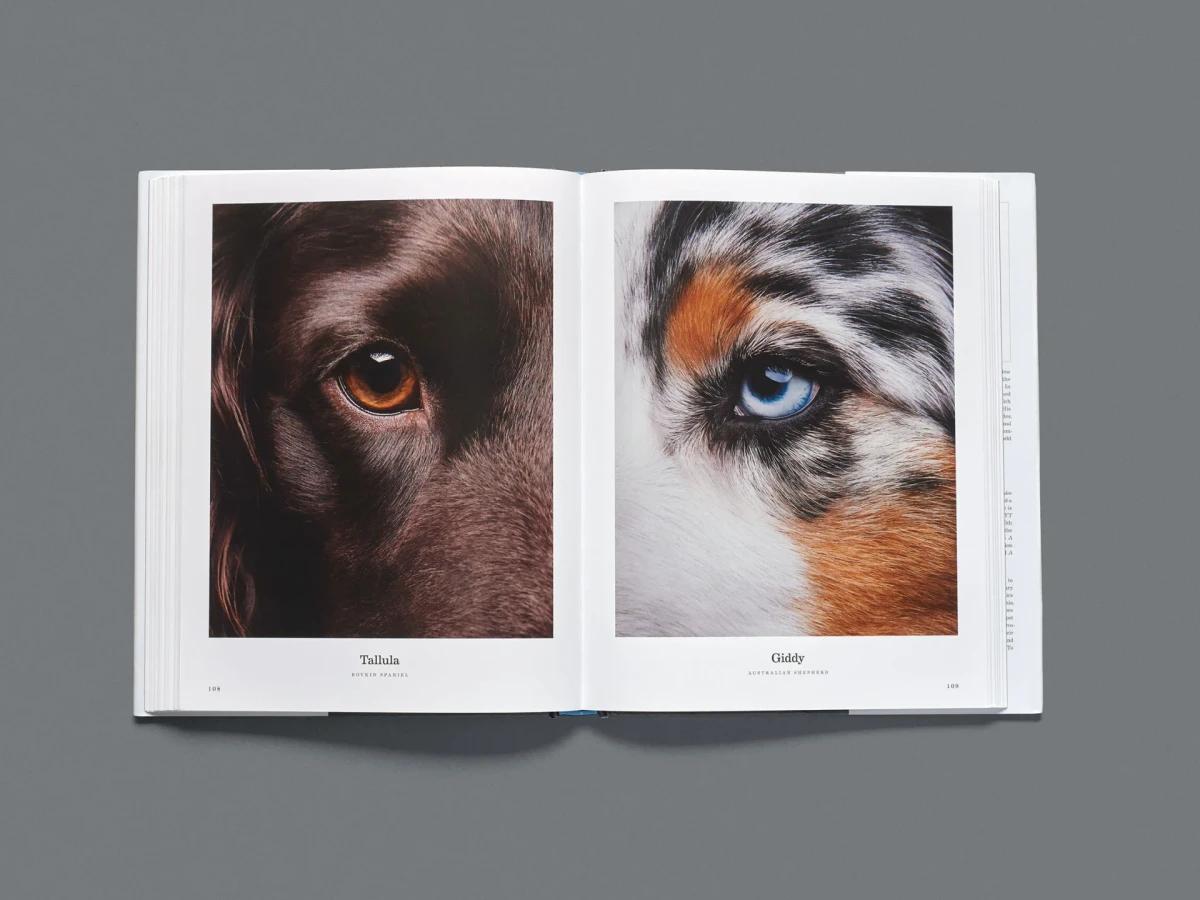 Close-up dog eye photography in an open book about dogs featuring a Boykin Spaniel and an Australian Shepherd.