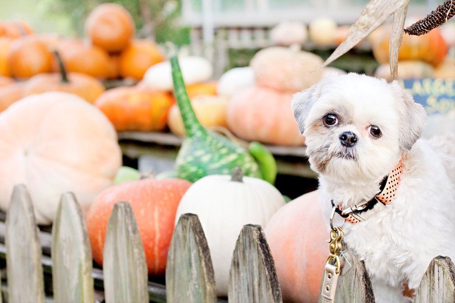 Cute dog peeking past autumn pumpkins and gourds behind a wooden fence, perfect for holiday party inspiration.