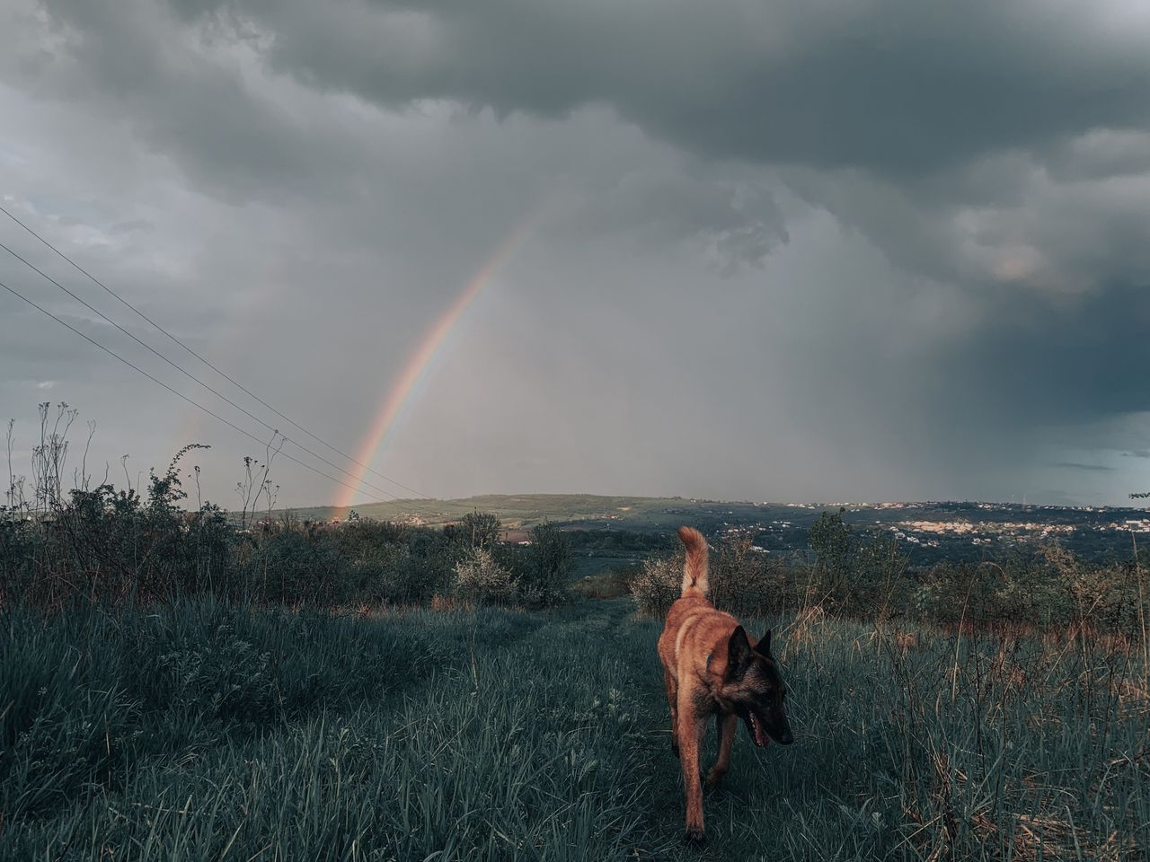 A dog walks through a grassy field under a dark stormy sky with a rainbow.