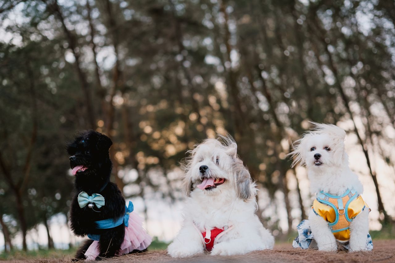 Three small dogs in colourful costumes sit together outdoors among trees.