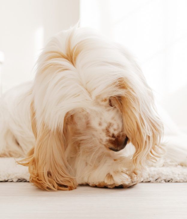 Why dogs lick their paws excessively