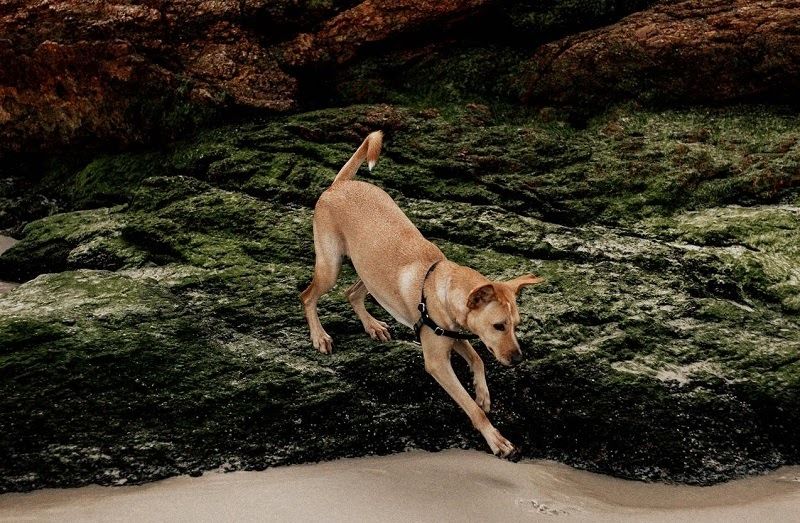 Here's What You Should Know Before Traveling to Brazil With Your Dog