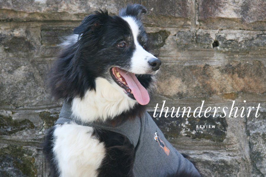 Black and white Border Collie wearing a grey Thundershirt for dog anxiety relief against a stone wall.