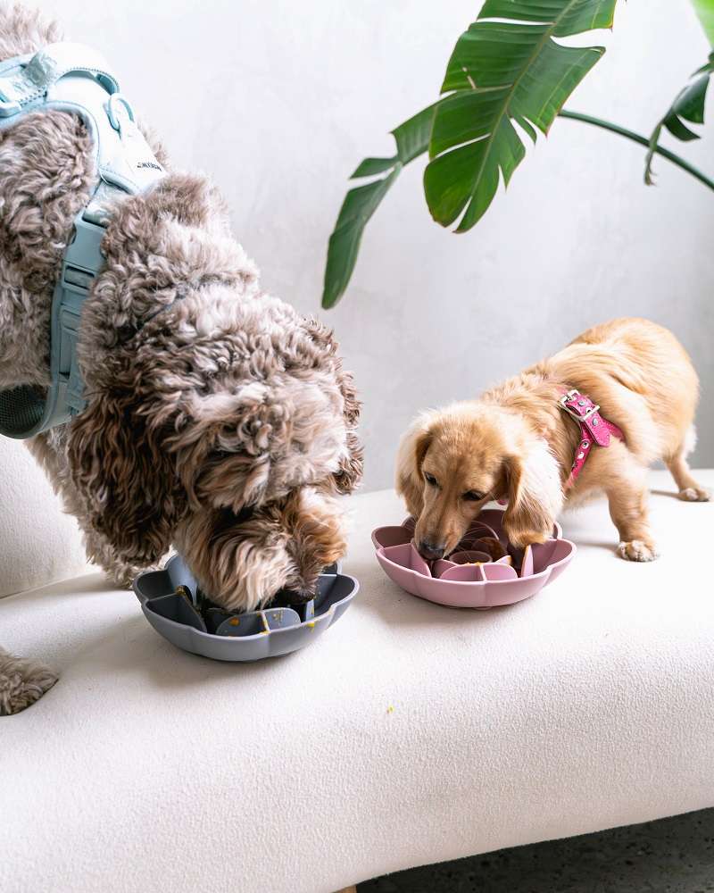 Two dogs eating from flower-shaped slow feeder bowls on a bench.