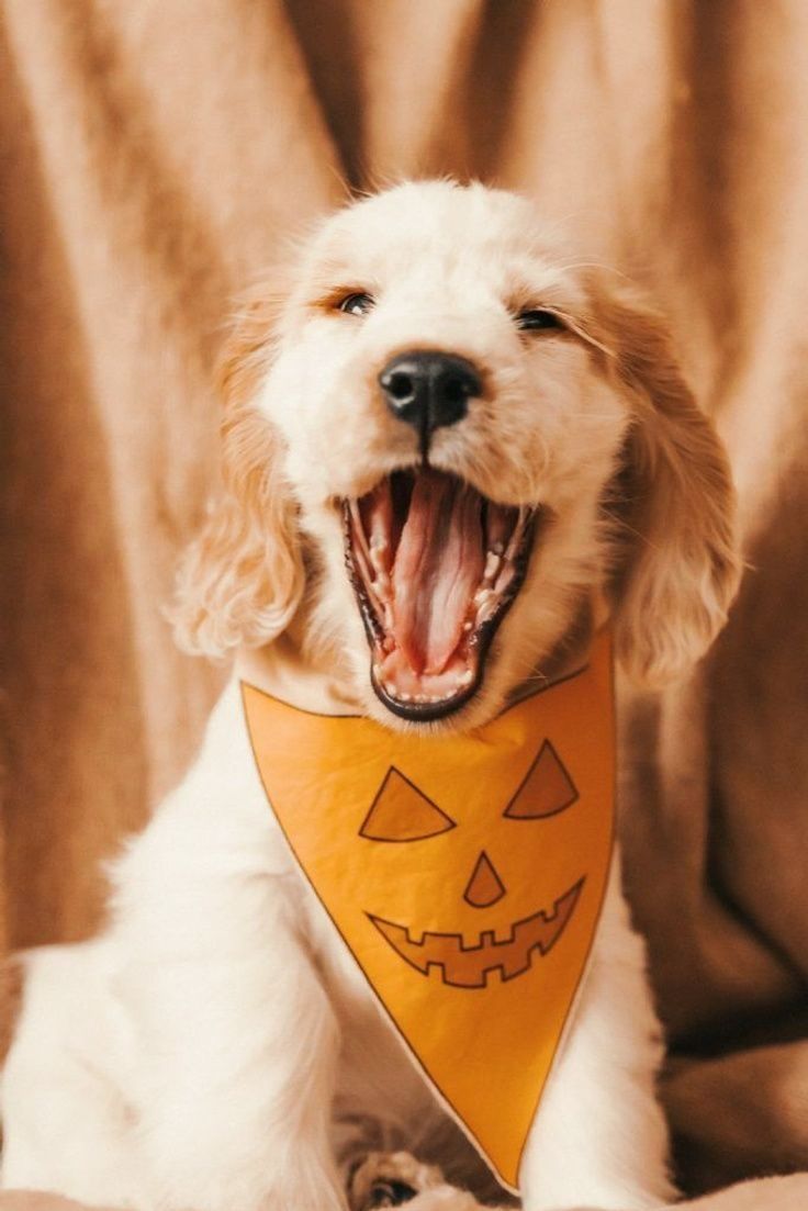 DIY No Sew Dog Pumpkin Mask & Bandana Set for Halloween