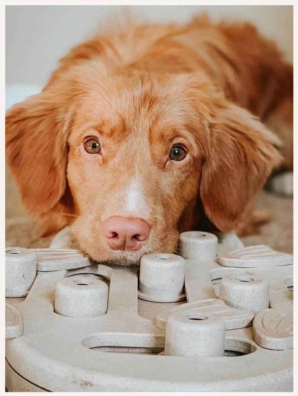 Dog Enrichment Ideas 7 Boredom Busters for Dogs