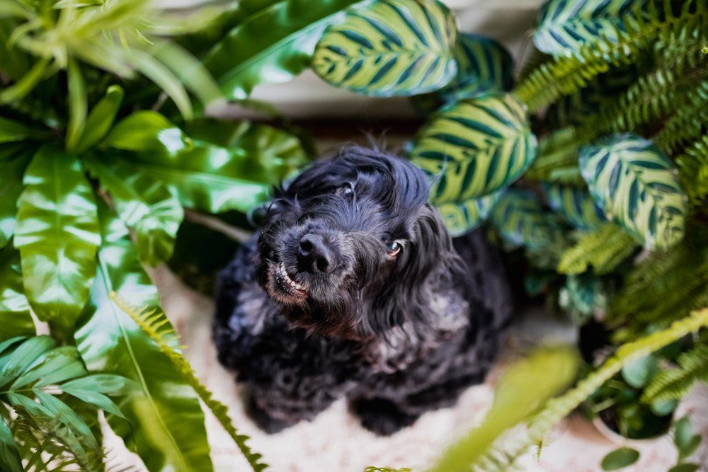 Black fluffy dog looking up, surrounded by dog-safe indoor plants including Calathea and Bird's Nest Fern.