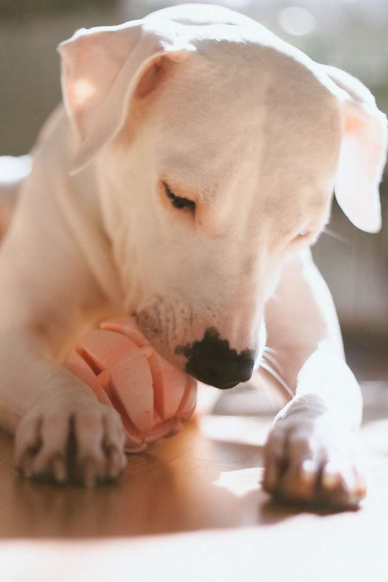 White dog lying down and chewing a pink rubber toy.