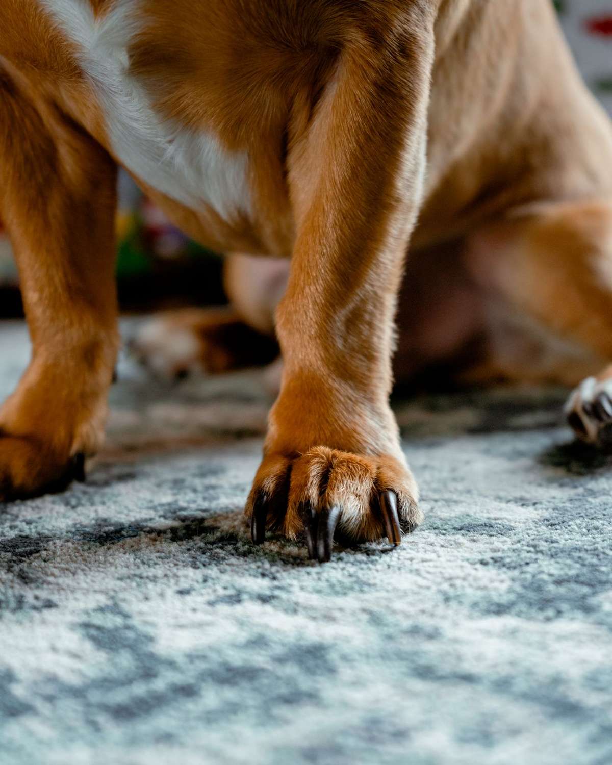 Close-up of a brown dog's paw with long, overgrown nails resting on a carpet.