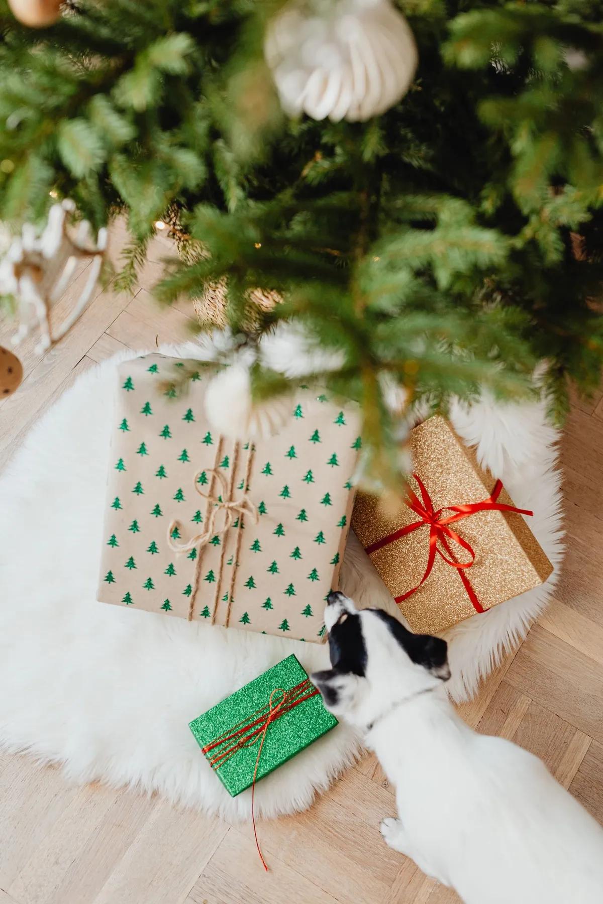 A small black-and-white dog sniffs wrapped presents beneath a Christmas tree.