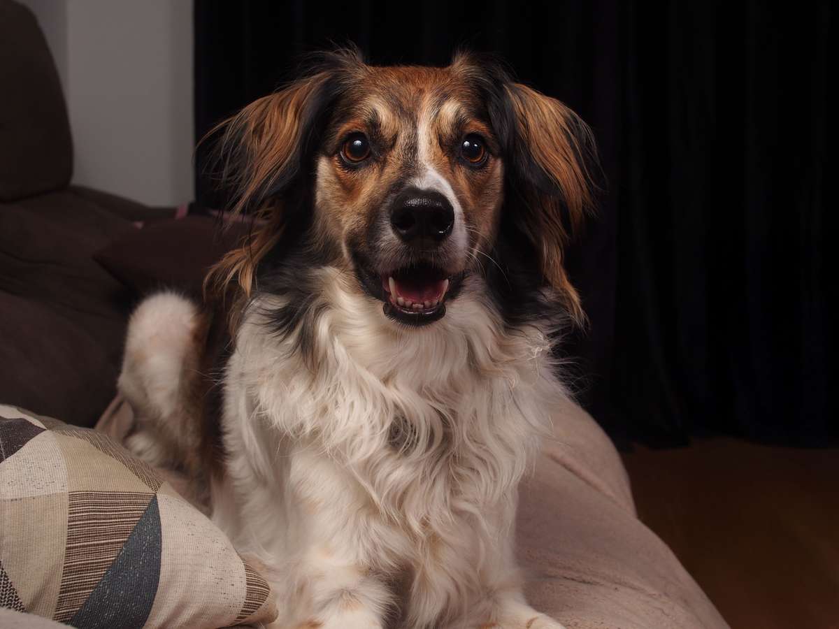 A fluffy brown, black, and white mixed-breed dog sitting on a couch and looking at the camera.
