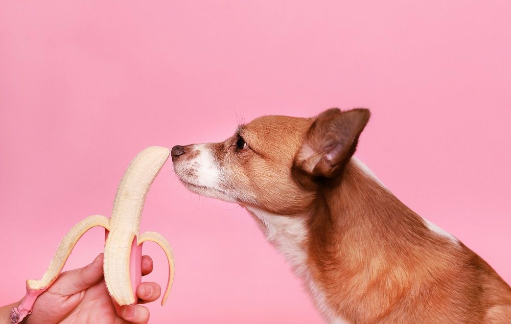Small brown dog sniffing a peeled banana held by a hand, showing a healthy fruit snack for pets.