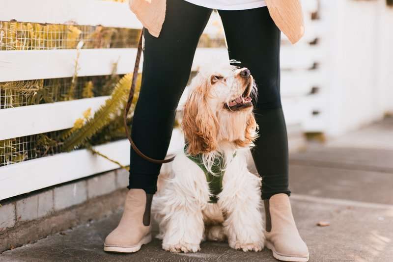 Fluffy Spaniel in a harness sitting between its owner's legs on a sidewalk, looking up when it doesn't want to walk.