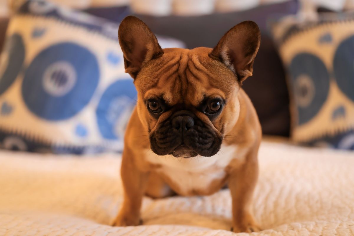 A fawn French Bulldog standing on a white bed and staring directly at the camera.