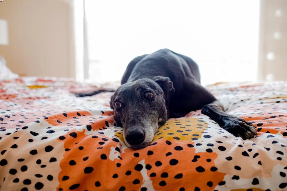 Lemon the rescue greyhound
