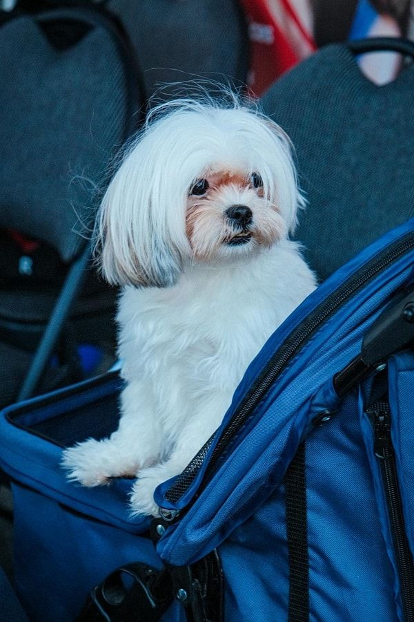 A small, fluffy white dog sitting inside a blue pet stroller.