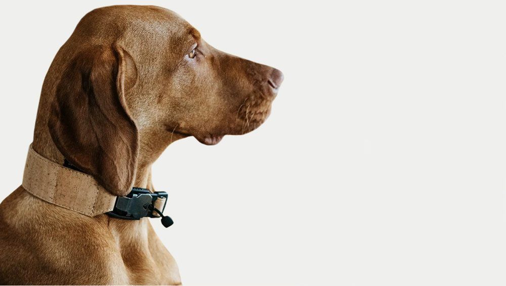 Profile of a brown dog wearing a stylish tan Apple AirTag dog collar with a black buckle.
