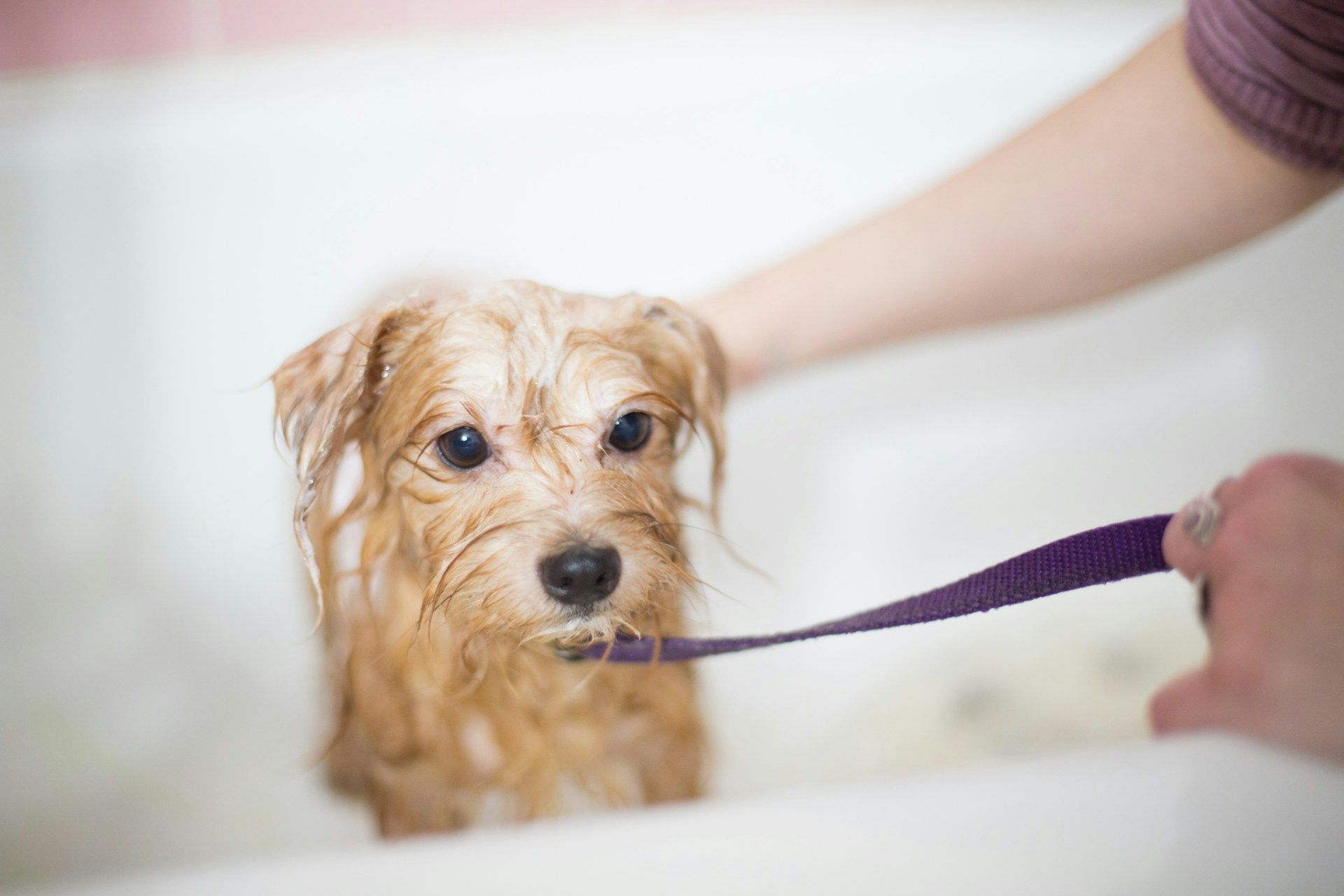 A small wet dog stands in a white bathtub during a bath.