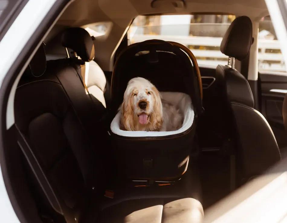 Tavo Pet Stroller Review: Maeve + Roscoe 3-in-1 Pet Protection System