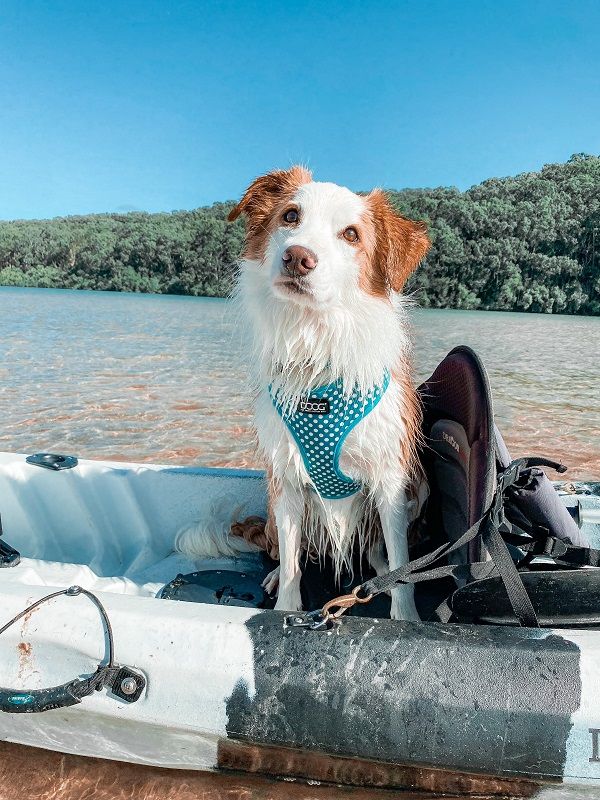 A look behind the scenes with lifestyle pet brand, DOOG and how they became one of the world’s leading brands for outdoor and active gear for dog owners.