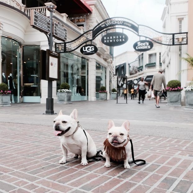 Dog Friendly Los Angeles City Guide: Where to stay, play, and dine when you're visiting LA with your dog.