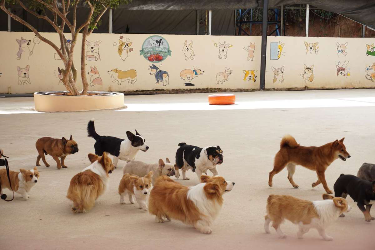 A group of different dog breeds, including Corgis, playing together in an outdoor dog daycare yard.