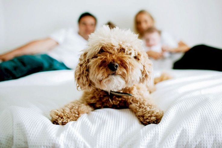 Fluffy family dog lying calmly on a bed with a family and child, illustrating calm behavior for dogs around children.