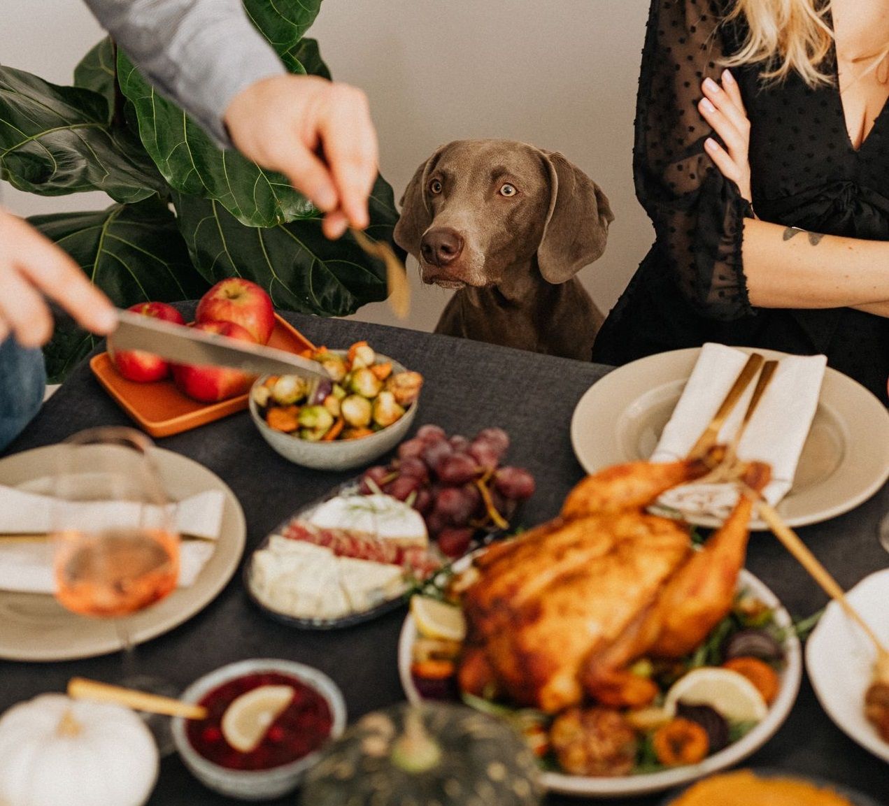 A dog sits behind a Thanksgiving table with turkey, vegetables, apples, grapes, and other dishes.
